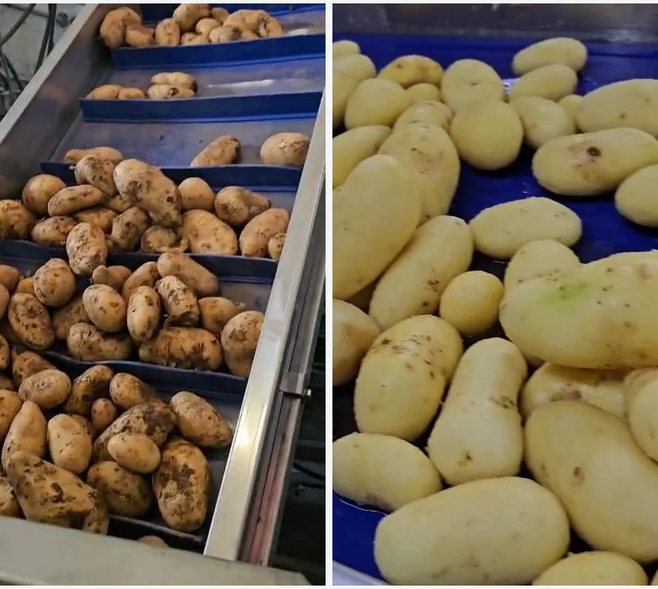 Argentina Potato Peeling Line: Brush-Roller and Sorting Case
