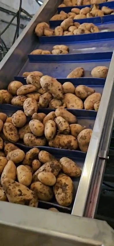 Soil-marked raw potatoes moving up a cleated elevator in the Argentina project