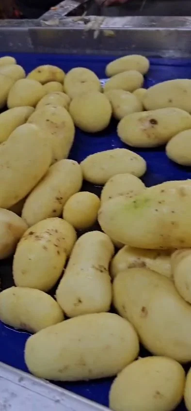 Peeled potatoes on the discharge and inspection conveyor at the customer site