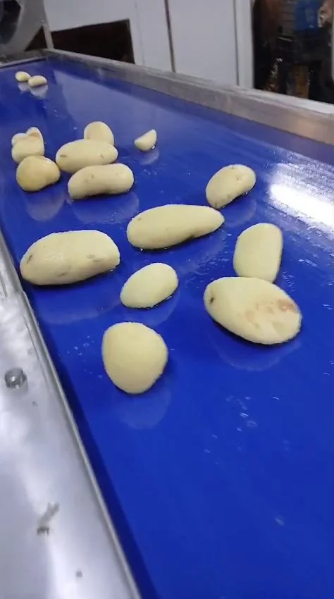 Peeled potatoes on the conveyor in a project test clip