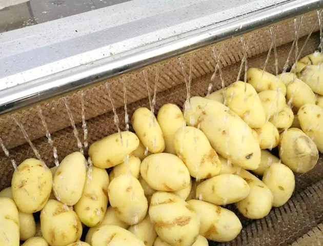Potatoes under water sprays during washing