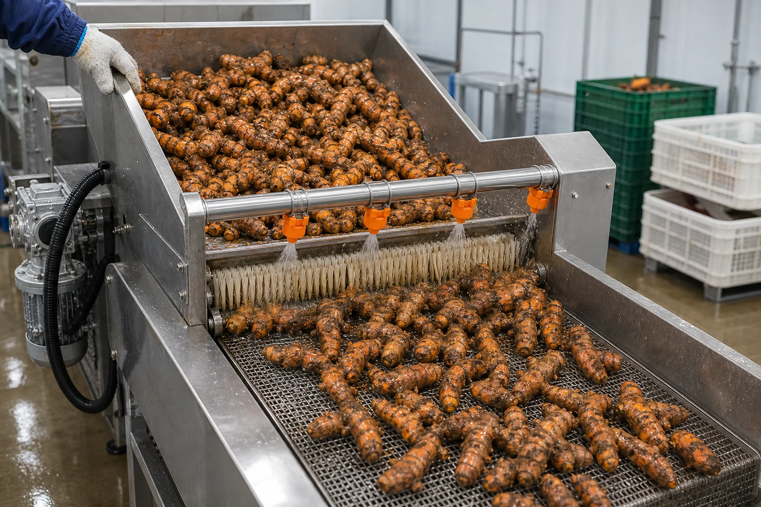 Fiji Turmeric Washing Cutting and Drying Line